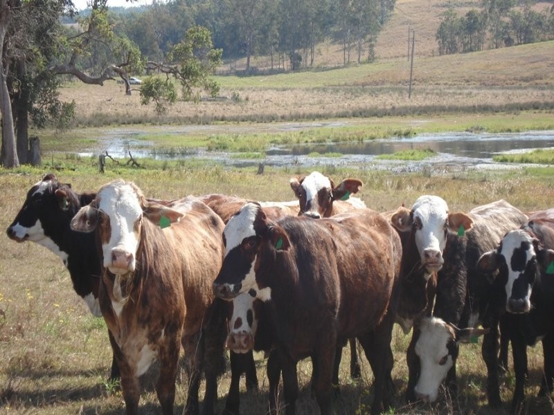 Dyraaba Road, Casino NSW 2470