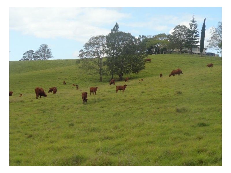Edenville Road, Kyogle NSW 2474