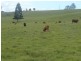 Edenville Road, Kyogle NSW 2474