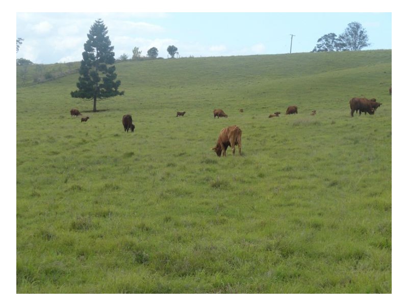 Edenville Road, Kyogle NSW 2474