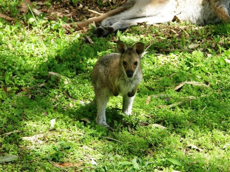 Martins Road Larnook, Kyogle NSW 2474