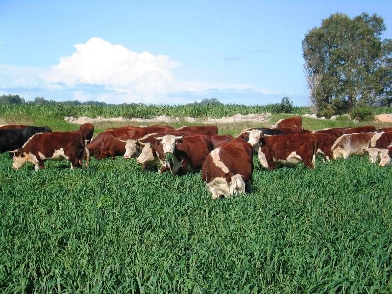 1006 Clothiers Creek Road, Tweed Heads NSW 2485