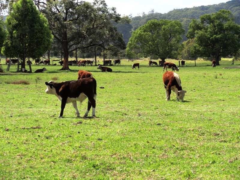 1006 Clothiers Creek Road, Byron Bay NSW 2481