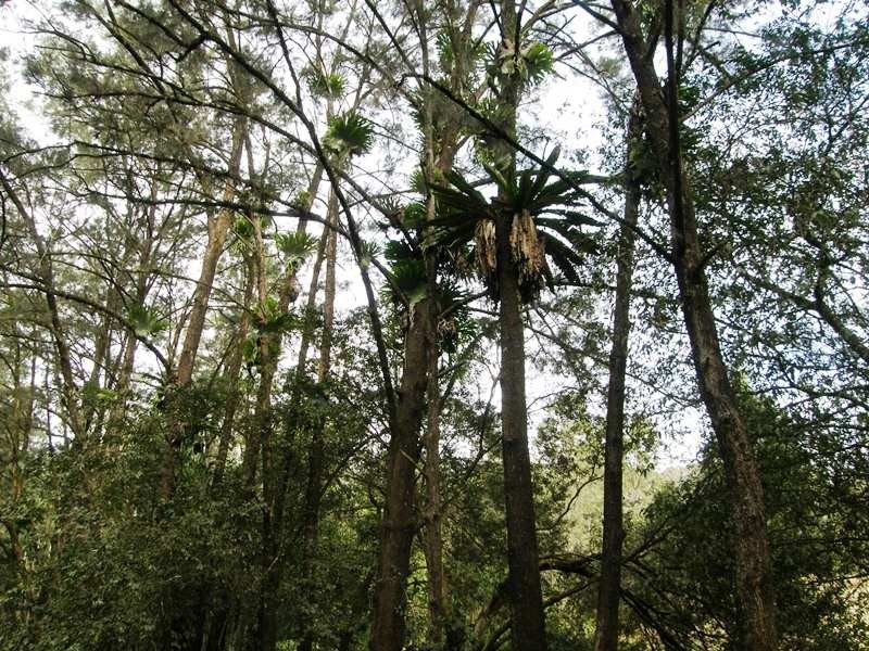 Horseshoe Creek Road, Kyogle NSW 2474
