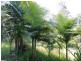Horseshoe Creek Road, Kyogle NSW 2474
