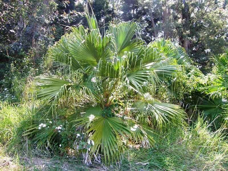 Horseshoe Creek Road, Kyogle NSW 2474