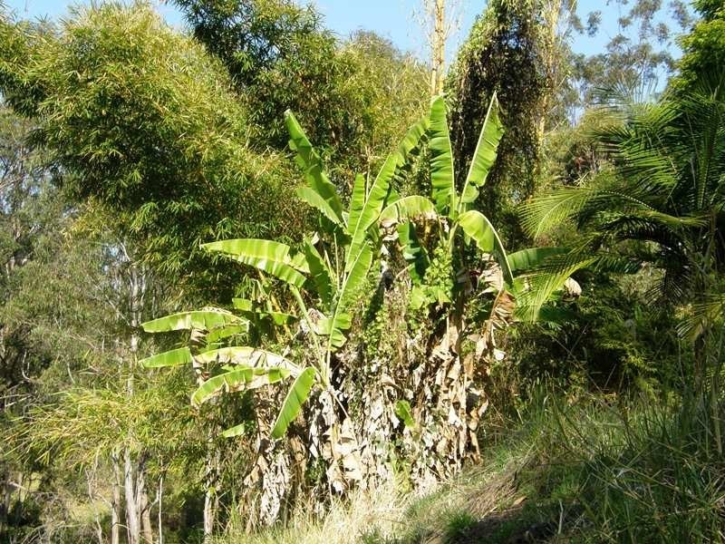Horseshoe Creek Road, Kyogle NSW 2474