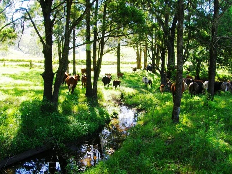 Grady’s Creek Road, Kyogle NSW 2474