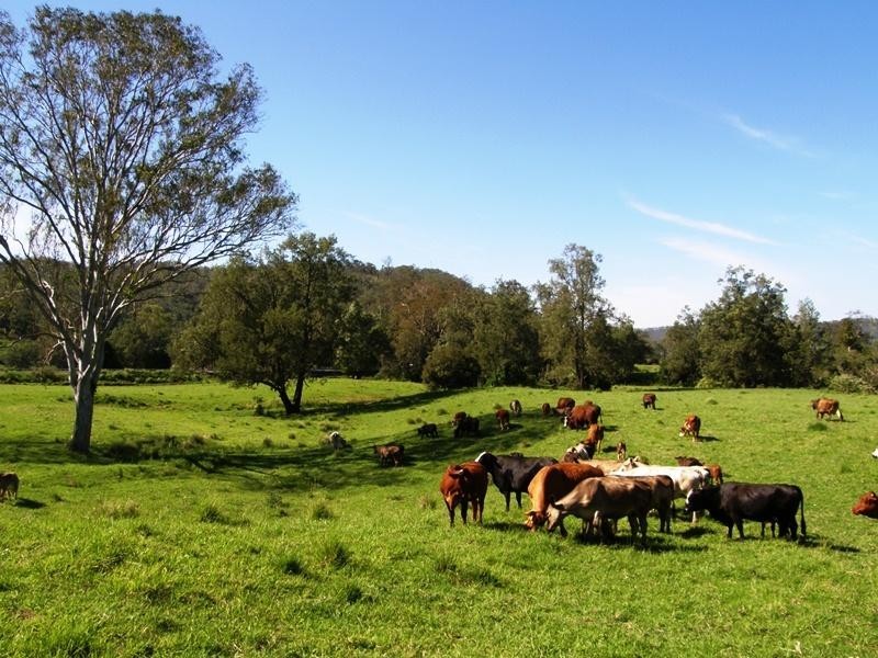 Grady’s Creek Road, Kyogle NSW 2474
