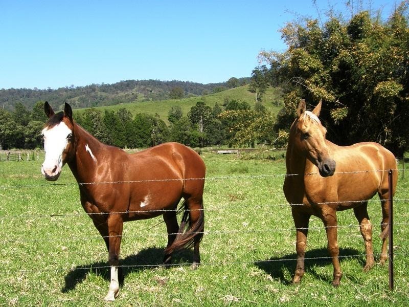 Grady’s Creek Road, Kyogle NSW 2474