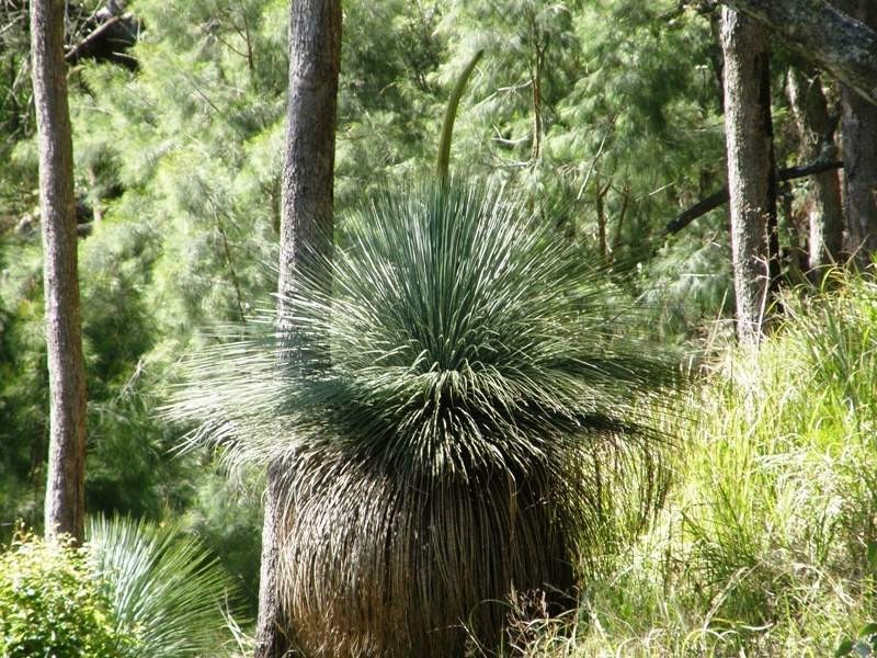Grady’s Creek Road, Kyogle NSW 2474