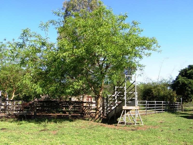 Grady’s Creek Road, Kyogle NSW 2474