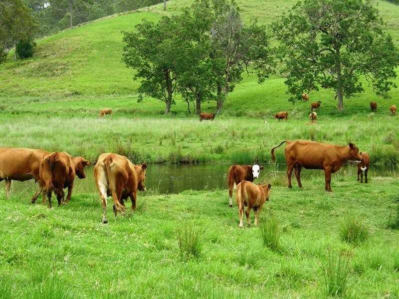 3042 Bentley Road, Lismore NSW 2480