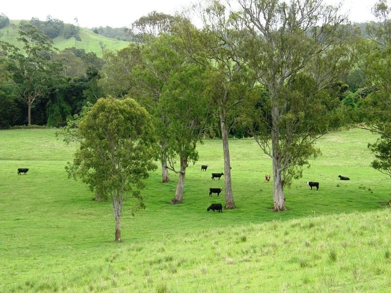 736 Back Creek Road, Kyogle NSW 2474