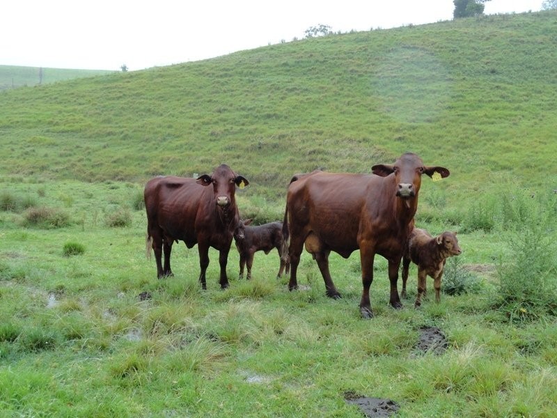 Lynch’s Creek Road, Kyogle NSW 2474