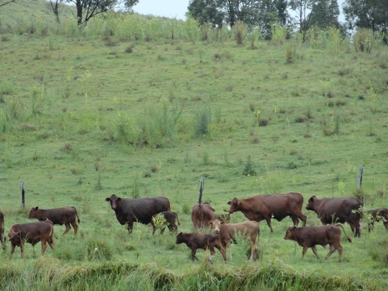 Lynch’s Creek Road, Kyogle NSW 2474
