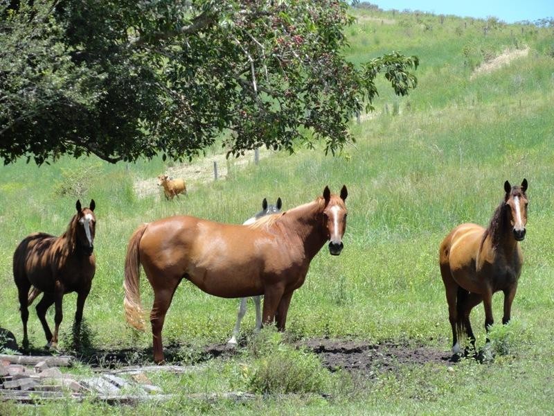 Lynch’s Creek Road, Kyogle NSW 2474