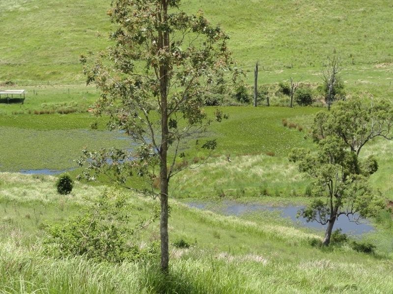 Lynch’s Creek Road, Kyogle NSW 2474