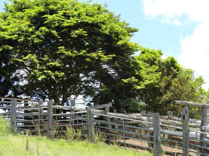 Lynch’s Creek Road, Kyogle NSW 2474