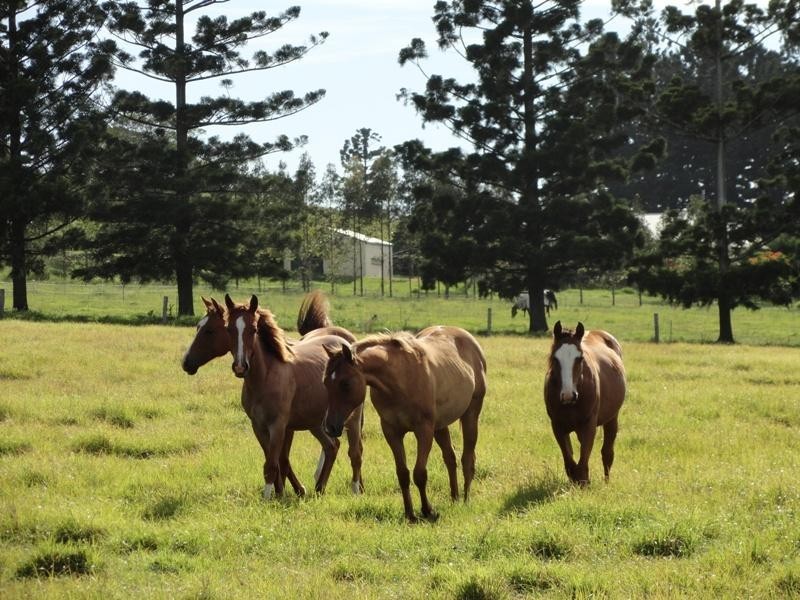 1300 Caniaba Road, Casino NSW 2470