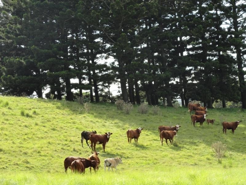 1300 Caniaba Road, Casino NSW 2470