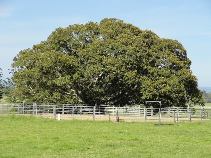 1300 Caniaba Road, Casino NSW 2470