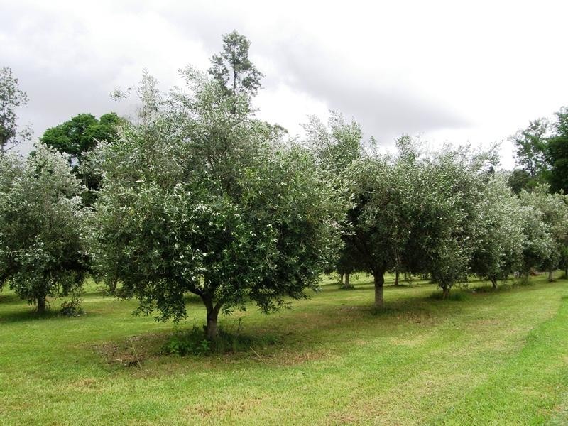 Afterlee Road, Kyogle NSW 2474