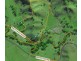 Back Creek Road, Kyogle NSW 2474