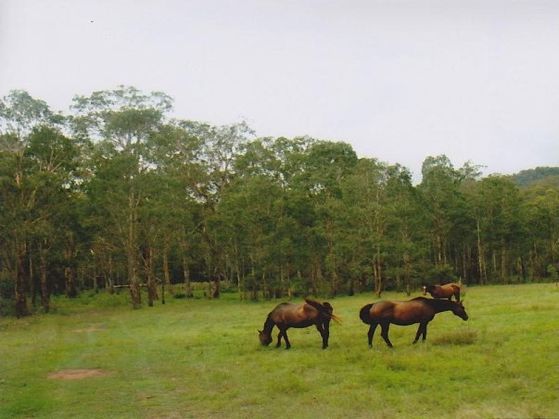 4471 Paddys Flat Road Tooloom, Kyogle NSW 2474