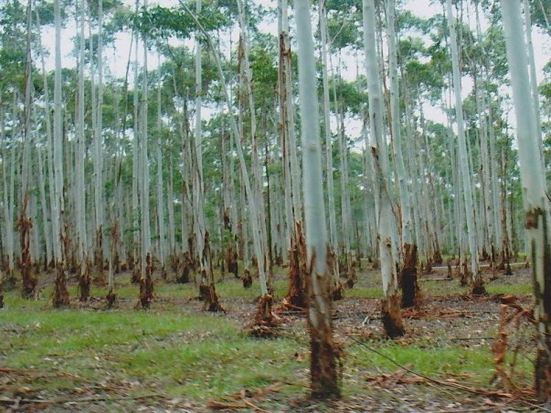 4471 Paddys Flat Road Tooloom, Kyogle NSW 2474