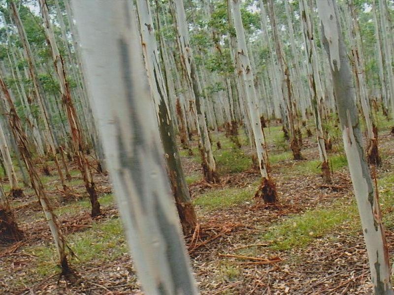 4471 Paddys Flat Road Tooloom, Kyogle NSW 2474