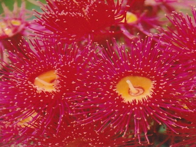 4471 Paddys Flat Road, Kyogle NSW 2474