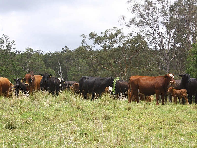 Green Pigeon Road, Kyogle NSW 2474