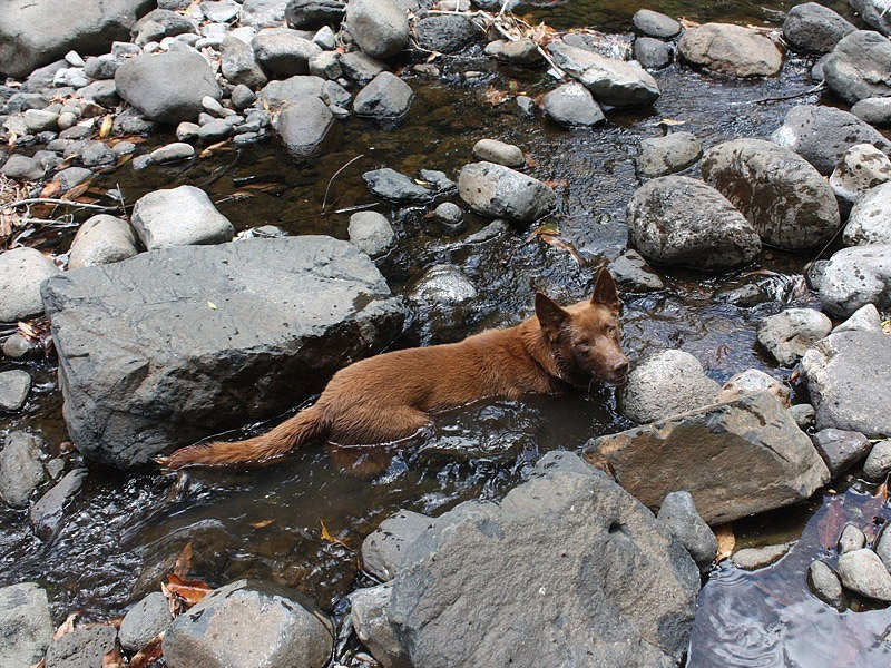 Green Pigeon Road, Kyogle NSW 2474