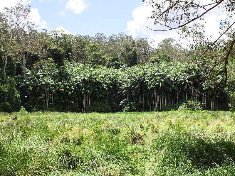 Green Pigeon Road, Kyogle NSW 2474