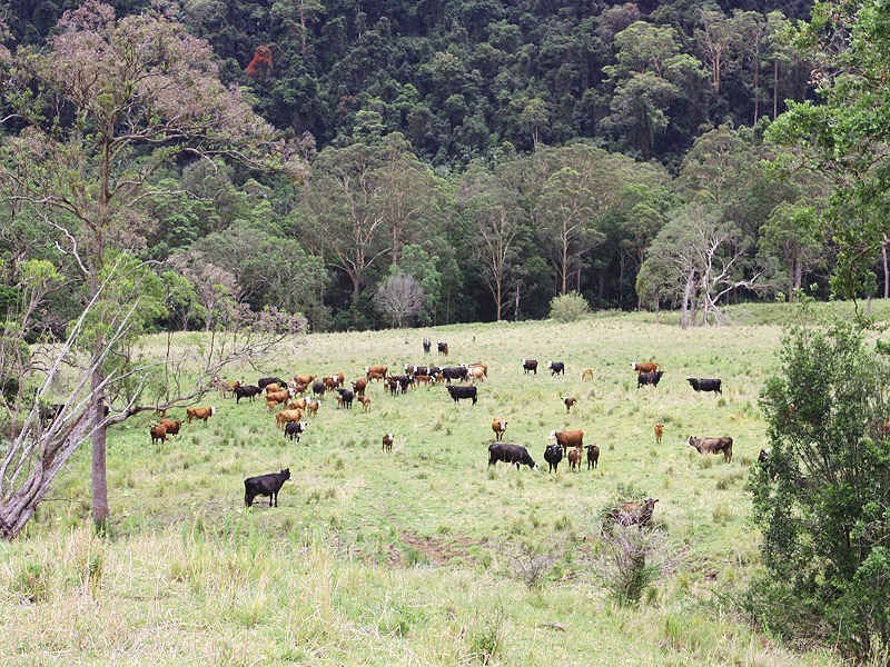 Green Pigeon Road, Kyogle NSW 2474