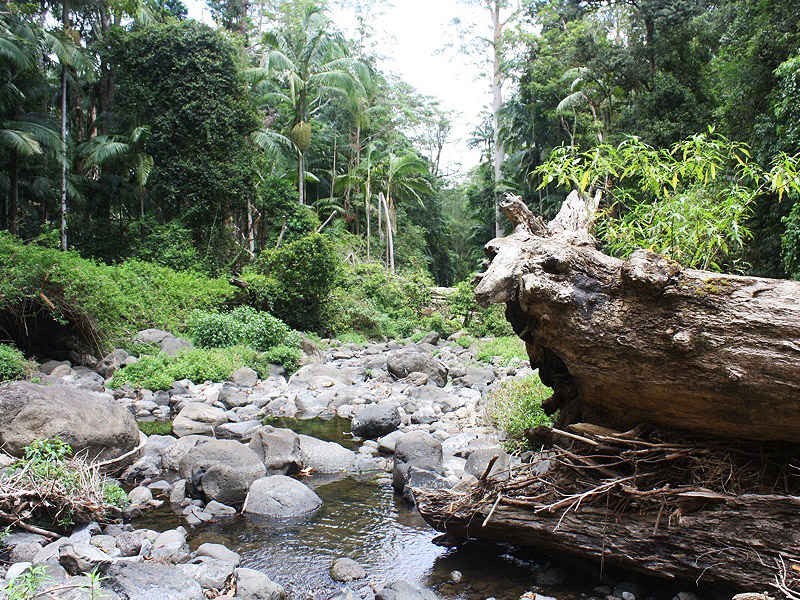 Green Pigeon Road, Kyogle NSW 2474