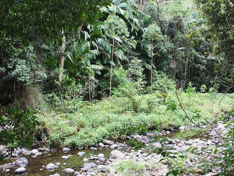 Green Pigeon Road, Kyogle NSW 2474