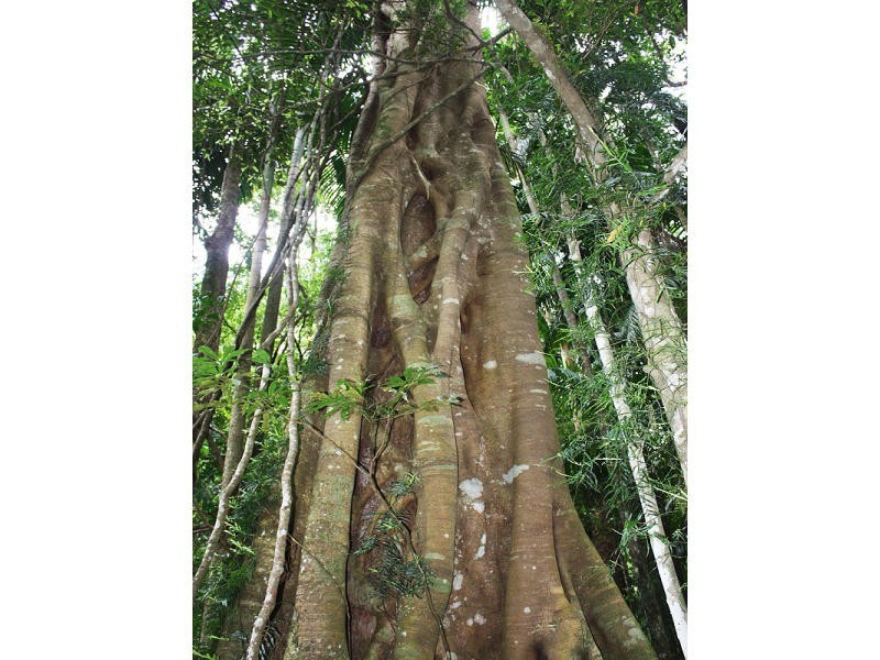 Green Pigeon Road, Kyogle NSW 2474