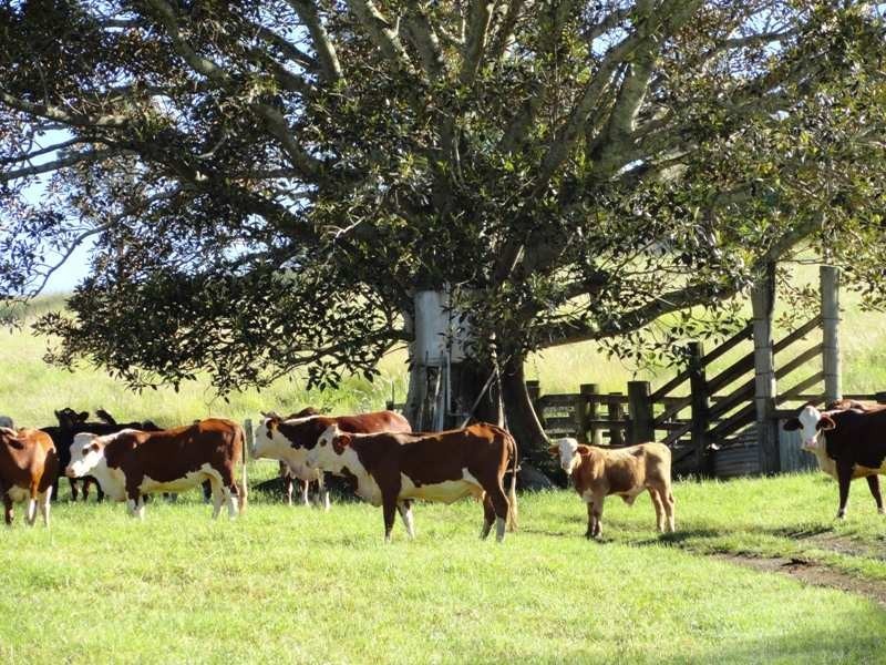 742 Ghinni Ghi Road, Kyogle NSW 2474