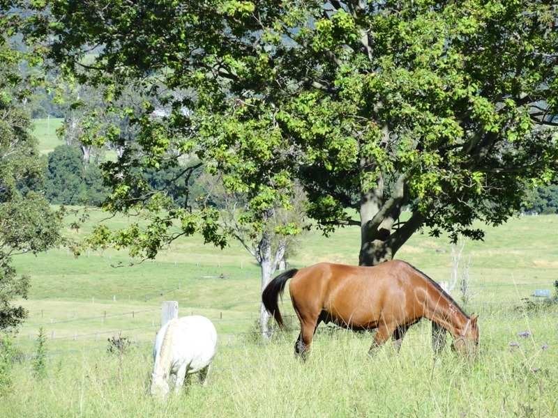 742 Ghinni Ghi Road, Kyogle NSW 2474