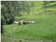 954 Ettrick Stapleton Road, Kyogle NSW 2474