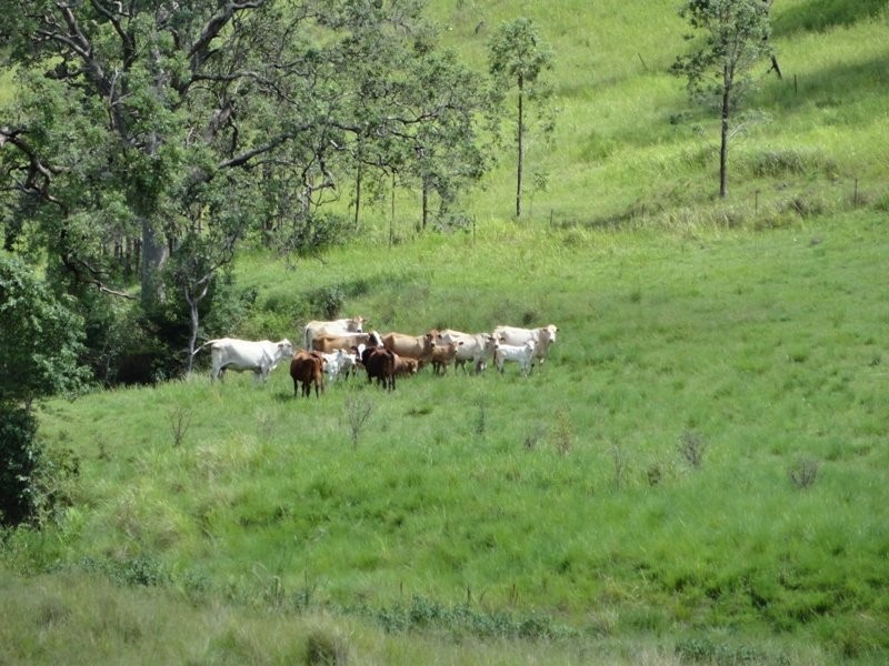 954 Ettrick Stapleton Road, Kyogle NSW 2474