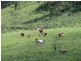 954 Ettrick Stapleton Road, Kyogle NSW 2474