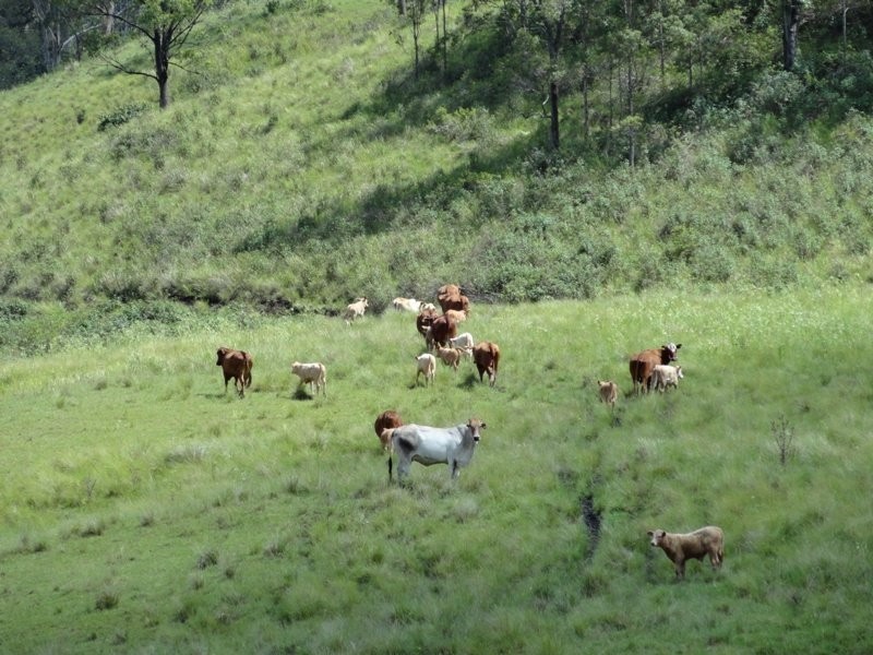 954 Ettrick Stapleton Road, Kyogle NSW 2474