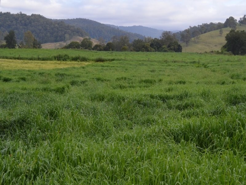 219 Gradys Creek Road, Kyogle NSW 2474