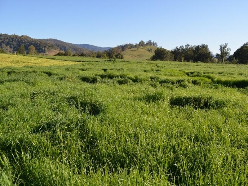 219 Gradys Creek Road, Kyogle NSW 2474