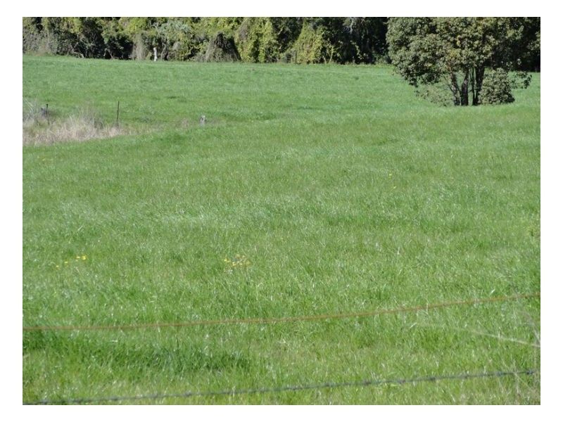 219 Gradys Creek Road, Kyogle NSW 2474