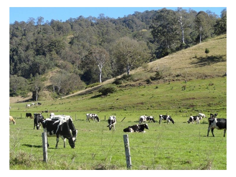 219 Gradys Creek Road, Kyogle NSW 2474