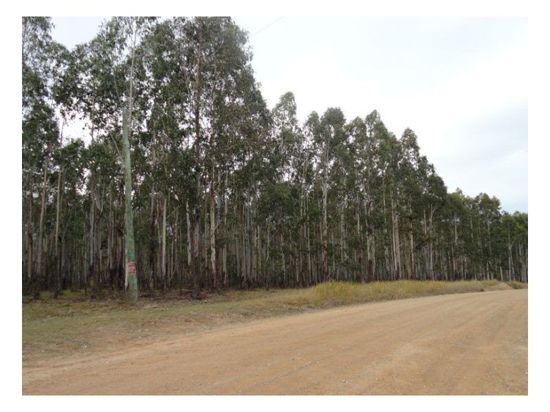 Tenterfield NSW 2372